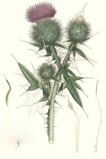 Distel