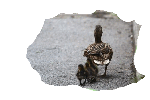 Ente2 Ente2